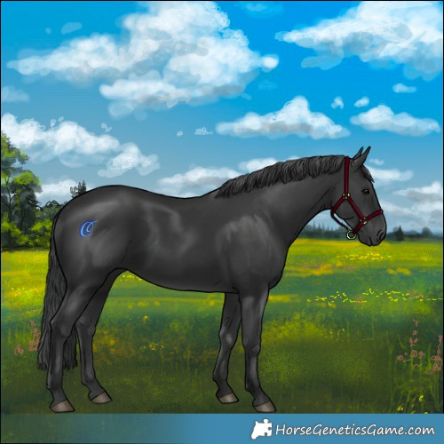 Horse Color:Black 
