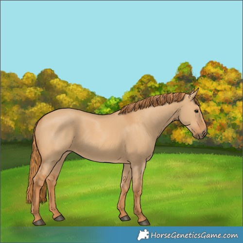 Horse Color:Red Dun 