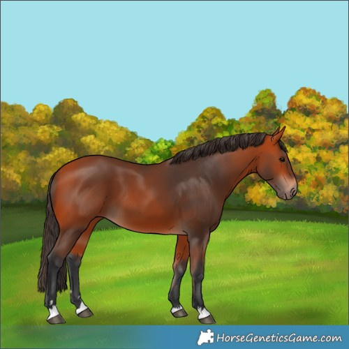 Horse Color:Bay 
