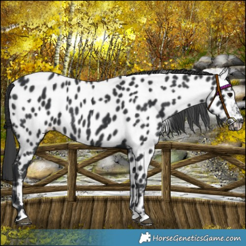 Horse Color:Black Appaloosa Rabicano