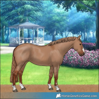 Horse Color:Red Dun