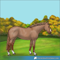 Horse Color:Red Dun 