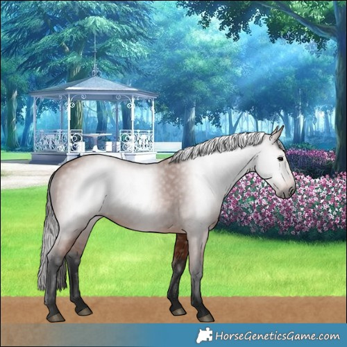 Horse Color:Gray Bay 