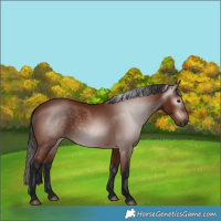 Horse Color:Gray Bay 