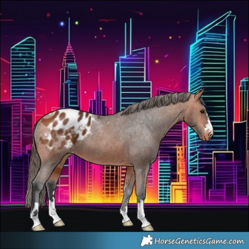 Horse Color:Bay Appaloosa 