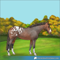 Horse Color:Bay Appaloosa 