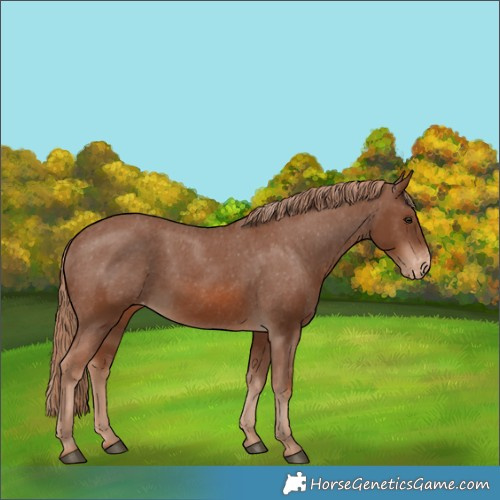 Horse Color:Chestnut Appaloosa 