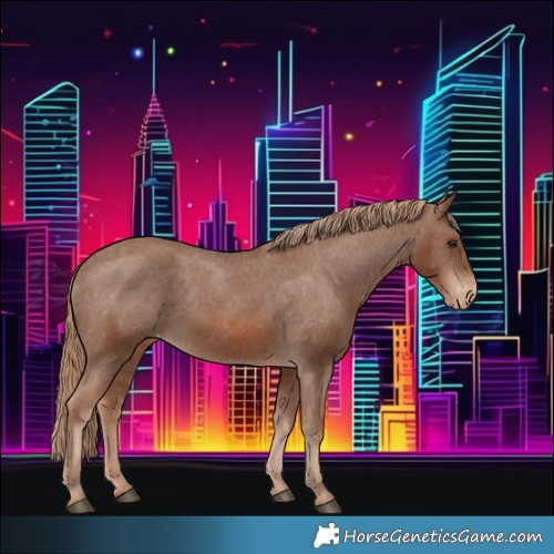 Horse Color:Chestnut Appaloosa 