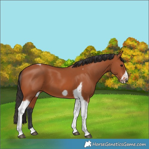 Horse Color:Bay Tobiano Frame 