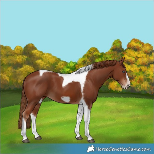 Horse Color:Chestnut Tobiano Frame 