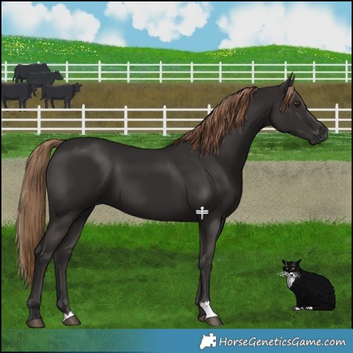 Horse Color:Liver Chestnut 