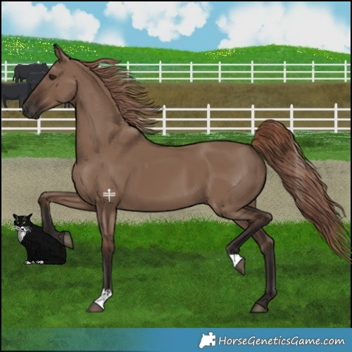 Horse Color:Liver Red Dun 