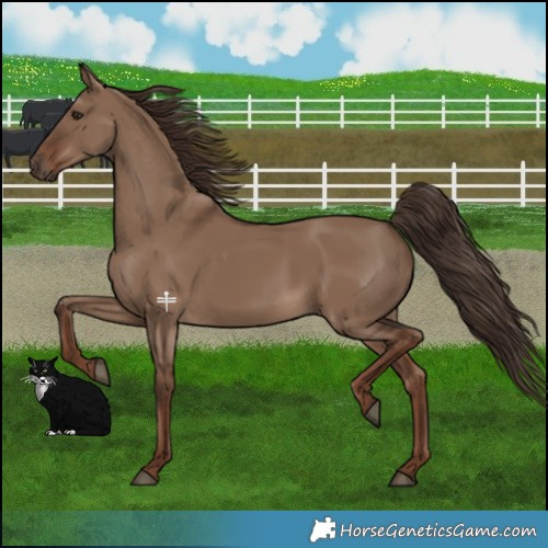 Horse Color:Liver Red Dun 