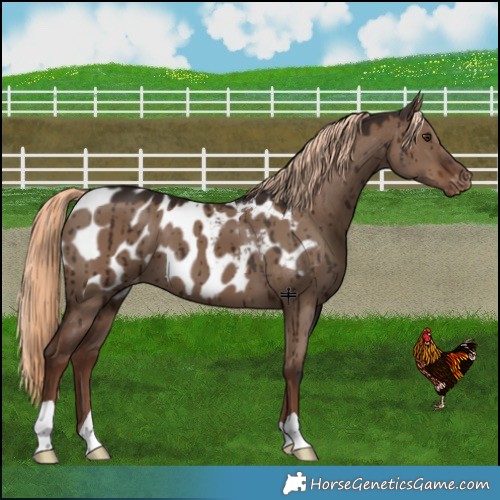 Horse Color:Liver Red Dun Blanket Brindle 