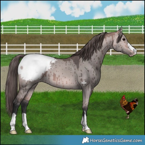 Horse Color:Platinum Bay Dun Appaloosa Brindle 