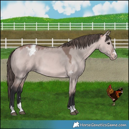 Horse Color:Platinum Bay Dun Varnish 