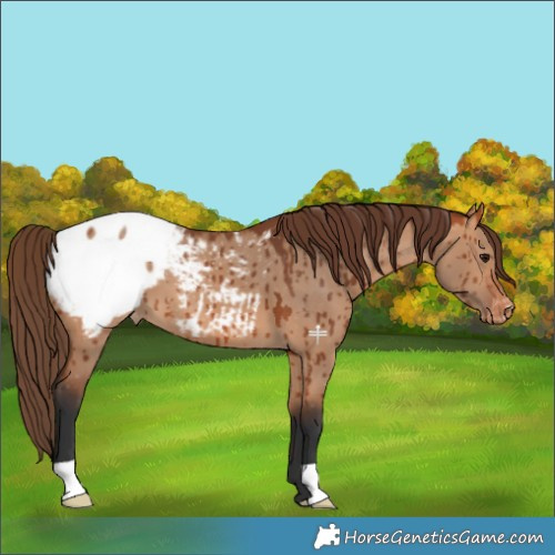 Horse Color:Bay Dun Appaloosa Brindle 