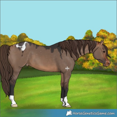 Horse Color:Bay Dun Appaloosa 