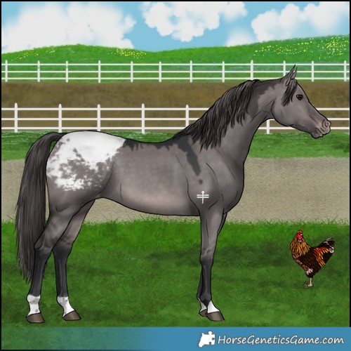 Horse Color:Platinum Brown Dun Snowcap 