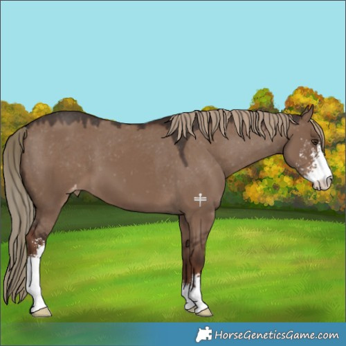 Horse Color:Liver Red Dun Sabino Appaloosa 