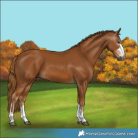 Horse Color:Gray Chestnut 