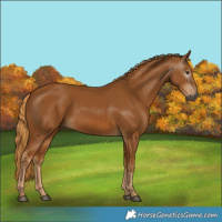 Horse Color:Gray Chestnut