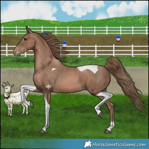 Horse Color:Black Pearl Tobiano 