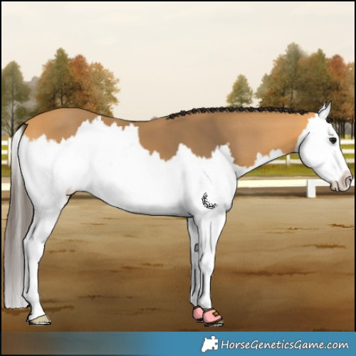 Horse Color:Buckskin Splash 