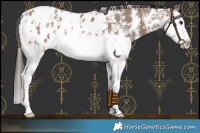 Horse Color:Liver Red Dun Sabino Splash Blanket