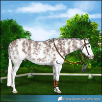 Horse Color:Silver Black Sabino Splash Rabicano 