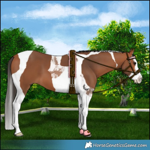 Horse Color:Bay Splash Tobiano