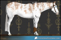 Horse Color:Bay Dun Sabino Splash 