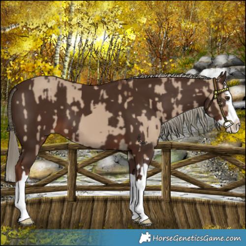 Horse Color:Liver Red Dun Splash  and Liver Chestnut Splash 