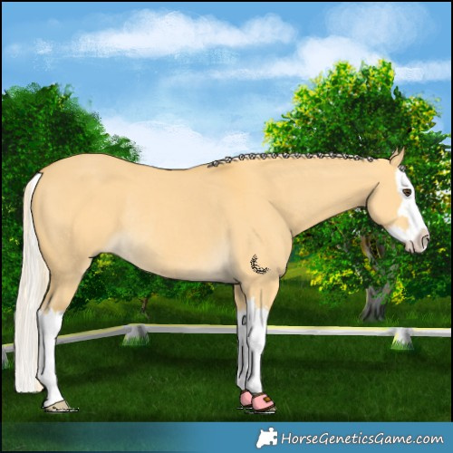 Horse Color:Palomino Dun Splash Rabicano 