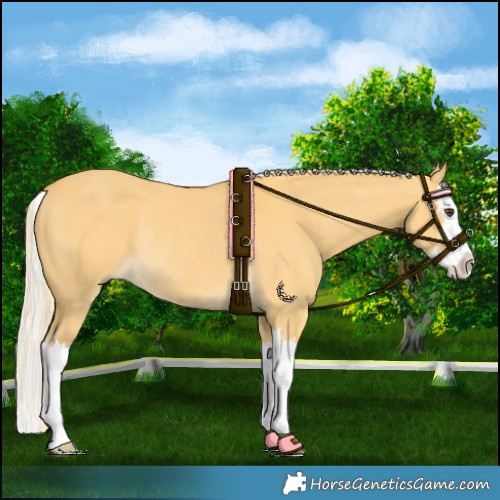 Horse Color:Palomino Dun Splash Rabicano 