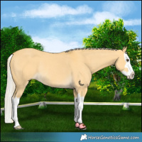 Horse Color:Palomino Dun Splash Rabicano