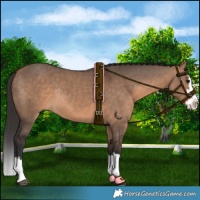 Horse Color:Bay Dun Splash Rabicano 