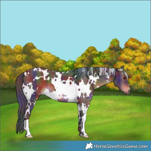 Horse Color:Nacre White Spotted Brown
