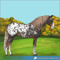 Horse Color:Liver Chestnut Sabino Splash Appaloosa  and Liver Chestnut Sabino Splash Appaloosa 