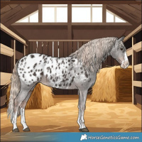 Horse Color:Liver Chestnut Sabino Splash Appaloosa  and Liver Chestnut Sabino Splash Appaloosa 