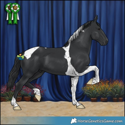 Horse Color:Black Tobiano 