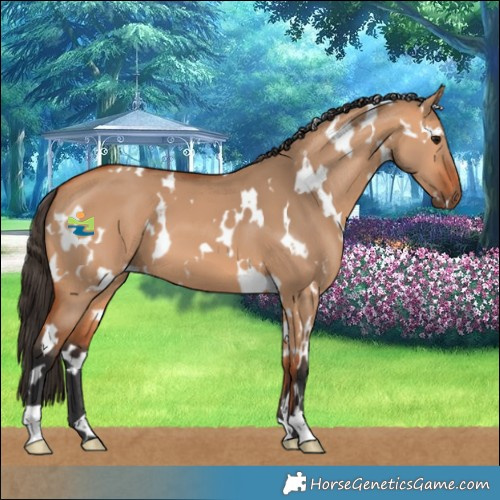 Horse Color:White Spotted Bay Dun 