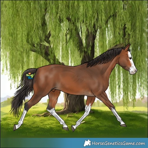 Horse Color:Bay Splash 