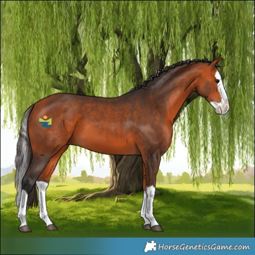 Horse Color:Bay Splash