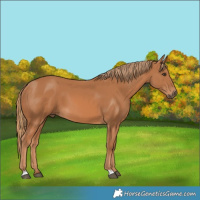 Horse Color:Chestnut 
