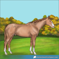 Horse Color:Gold Champagne