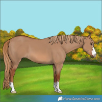 Horse Color:Red Dun 