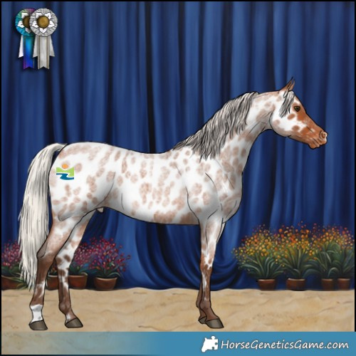 Horse Color:Silver Bay Roan Near Leopard 