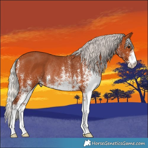 Horse Color:White Spotted Silver Bay Rabicano 