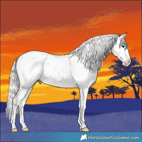 Horse Color:White Spotted Silver Bay Sabino Splash Appaloosa 